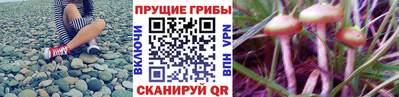 Галлюциногенные грибы Psilocybe  даркнет состав  Балахна  цены  